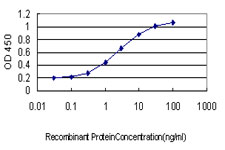 MAN1B1 Antibody - Detection limit for recombinant GST tagged MAN1B1 is approximately 0.03 ng/ml as a capture antibody.
