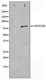 MAN1B1 Antibody - Western blot of 3T3 cell lysate using MAN1B1 Antibody