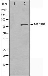 MAN1B1 Antibody - Western blot analysis on 3T3 cell lysates using MAN1B1 antibody. The lane on the left is treated with the antigen-specific peptide.