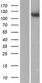 MAN2C1 Protein - Western validation with an anti-DDK antibody * L: Control HEK293 lysate R: Over-expression lysate
