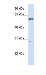 MANEA / ENDO Antibody - 293T cell lysate. Antibody concentration: 1.0 ug/ml. Gel concentration: 12%.  This image was taken for the unconjugated form of this product. Other forms have not been tested.