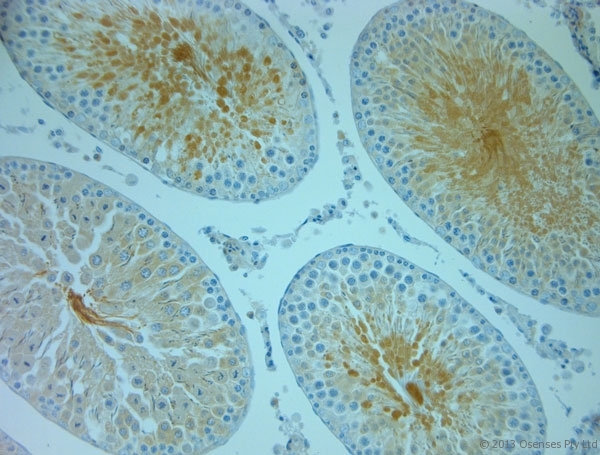 MANF / ARMET Antibody - Rabbit antibody to MANF (20-70). IHC-P on paraffin sections of rat testis. The animal was perfused using Autoperfuser at a pressure of 110 mm Hg with 300 ml 4% FA and further post fixed overnight before being processed for paraffin embedding. HIER: Tris-EDTA, pH 9 for 20 min using Thermo PT Module. Blocking: 0.2% LFDM in TBST filtered through a 0.2 micron filter. Detection was done using Novolink HRP polymer from Leica following manufacturers instructions. Primary antibody: dilution 1:1000, incubated 30 min at RT (using Autostainer). Sections were counterstained with Harris Hematoxylin.