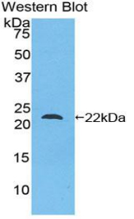 MANF / ARMET Antibody - Western blot of recombinant MANF / ARMET.  This image was taken for the unconjugated form of this product. Other forms have not been tested.