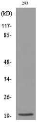 MANF / ARMET Antibody - Western blot analysis of lysate from 293 cells, using MANF Antibody.