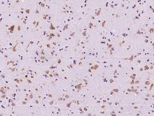 MANF / ARMET Antibody - Immunochemical staining of human MANF in human brain with rabbit polyclonal antibody at 1:1000 dilution, formalin-fixed paraffin embedded sections.