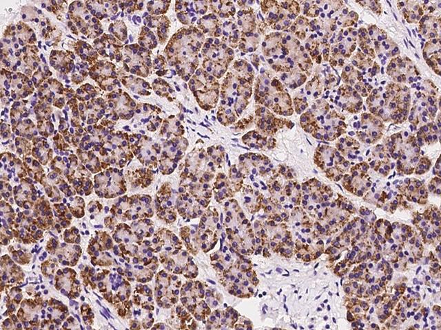 MANF / ARMET Antibody - Immunochemical staining of human MANF in human pancreas with rabbit polyclonal antibody at 1:1000 dilution, formalin-fixed paraffin embedded sections.