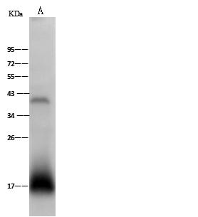 MANF / ARMET Antibody - Anti-MANF rabbit polyclonal antibody at 1:500 dilution. Lane A: 293 Whole Cell Lysate. Lysates/proteins at 30 ug per lane. Secondary: Goat Anti-Rabbit IgG (H+L)/HRP at 1/10000 dilution. Developed using the ECL technique. Performed under reducing conditions. Predicted band size: 21 kDa. Observed band size: 18 kDa.