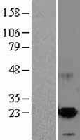 MANF / ARMET Protein - Western validation with an anti-DDK antibody * L: Control HEK293 lysate R: Over-expression lysate