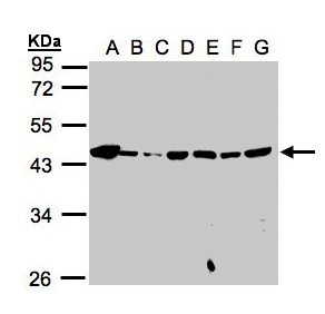 Mannose Phosphate Isomerase Antibody - Sample (30g whole cell lysate). A:293T, B: A431 , C: H1299, D: HeLa S3 , E: Hep G2 . F: MOLT4 . G: Raji . 10% SDS PAGE. MPI / PMI1 antibody diluted at 1:1000
