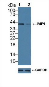 Mannose Phosphate Isomerase Antibody - Knockout Varification: Lane 1: Wild-type 293T cell lysate; Lane 2: MPI knockout 293T cell lysate; Predicted MW: 47,40kd Observed MW: 40kd Primary Ab: 2µg/ml Rabbit Anti-Human MPI Antibody Second Ab: 0.2µg/mL HRP-Linked Caprine Anti-Rabbit IgG Polyclonal Antibody