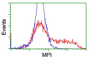 Mannose Phosphate Isomerase Antibody - HEK293T cells transfected with either overexpress plasmid (Red) or empty vector control plasmid (Blue) were immunostained by anti-MPI antibody, and then analyzed by flow cytometry.
