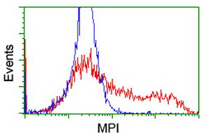 Mannose Phosphate Isomerase Antibody - HEK293T cells transfected with either overexpress plasmid (Red) or empty vector control plasmid (Blue) were immunostained by anti-MPI antibody, and then analyzed by flow cytometry.