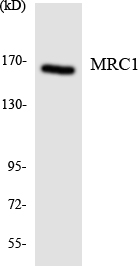 Mannose Receptor / CD206 Antibody - Western blot of the lysates from HUVEC cells using MRC1 antibody.