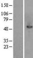 MANSC1 Protein - Western validation with an anti-DDK antibody * L: Control HEK293 lysate R: Over-expression lysate