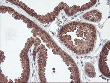 MAOA / Monoamine Oxidase Antibody - IHC of paraffin-embedded Human breast tissue using anti-MAOA mouse monoclonal antibody.