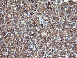 MAOA / Monoamine Oxidase Antibody - IHC of paraffin-embedded Human pancreas tissue using anti-MAOA mouse monoclonal antibody.