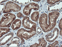 MAOA / Monoamine Oxidase Antibody - IHC of paraffin-embedded Human Kidney tissue using anti-MAOA mouse monoclonal antibody.