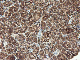 MAOA / Monoamine Oxidase Antibody - IHC of paraffin-embedded Human pancreas tissue using anti-MAOA mouse monoclonal antibody.