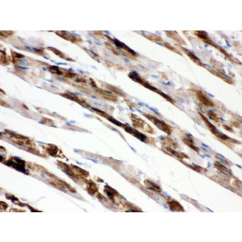 MAOA / Monoamine Oxidase Antibody - MAOA antibody IHC-paraffin. IHC(P): Rat Cardiac Muscle Tissue.