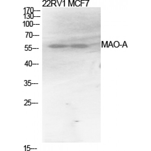 MAOA / Monoamine Oxidase Antibody - Western blot of MAO-A antibody