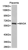 MAOA / Monoamine Oxidase Antibody - Western blot of extracts of placenta cell line, using MAOA antibody.