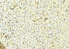 MAOA / Monoamine Oxidase Antibody - 1:100 staining mouse liver tissue by IHC-P. The sample was formaldehyde fixed and a heat mediated antigen retrieval step in citrate buffer was performed. The sample was then blocked and incubated with the antibody for 1.5 hours at 22°C. An HRP conjugated goat anti-rabbit antibody was used as the secondary.