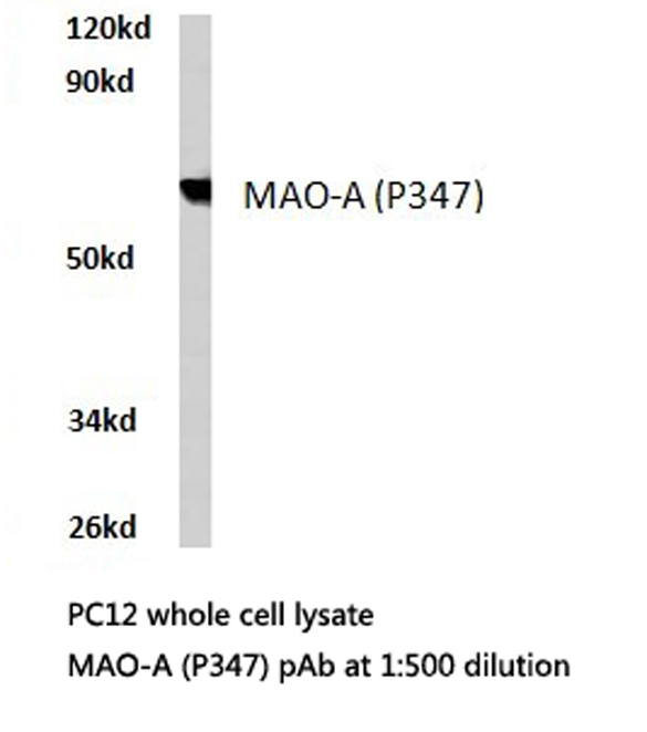 MAOA / Monoamine Oxidase Antibody - Western blot of MAO-A (P347) pAb in extracts from PC12 cells.