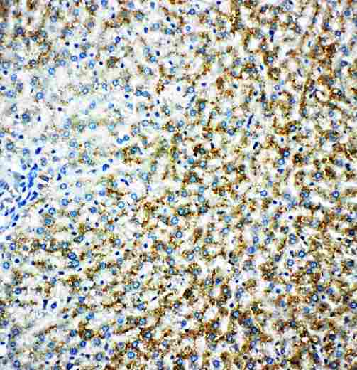 MAOB / Monoamine Oxidase B Antibody - Anti-MAOB antibody, IHC(P): Rat Liver Tissue