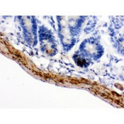 MAOB / Monoamine Oxidase B Antibody - MAOB antibody IHC-paraffin. IHC(P): Mouse Intestine Tissue.