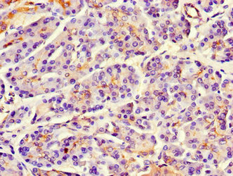 MAP10 / KIAA1383 Antibody - Immunohistochemistry of paraffin-embedded human pancreatic tissue using MAP10 Antibody at dilution of 1:100