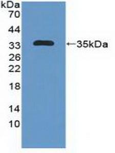 MAP1B Antibody - Western Blot; Sample: Recombinant MAP1B, Human.