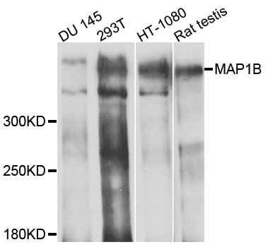 MAP1B Antibody - Western blot analysis of extracts of various cells.