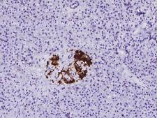 MAP1B Antibody - Immunochemical staining of human MAP1B in human pancreas with rabbit polyclonal antibody at 1:100 dilution, formalin-fixed paraffin embedded sections.