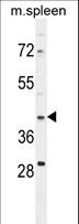 MAP1D Antibody - MAP1D Antibody western blot of mouse spleen cell line lysates (35 ug/lane). The MAP1D antibody detected the MAP1D protein (arrow).
