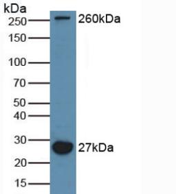 MAP1L / MAP1A Antibody - Western Blot; Sample: Mouse Brain Tissue.