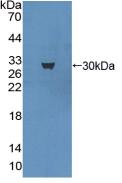 MAP1L / MAP1A Antibody - Western Blot; Sample: Recombinant MAP1A, Mouse.