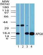 MAP1LC3A / LC3A Antibody - Western blot of humanAPG8 in human brain lysate in the 1) absence, 2) presence of immunizing peptide, 3) mouse and 4) rat brain using antibody at 1 ug/ml (human), 0.25 ug/ml (mouse) and 1 ug/ml (rat).