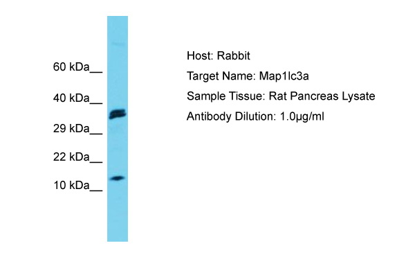 MAP1LC3A / LC3A Antibody -  This image was taken for the unconjugated form of this product. Other forms have not been tested.