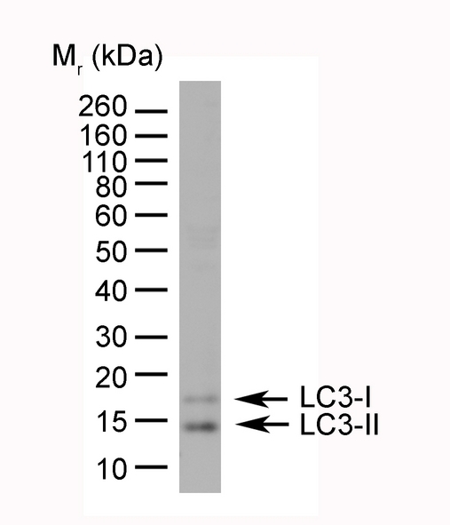 MAP1LC3A / LC3A Antibody - HeLa lysate probed with Rabbit anti-Human MAP1LC3A/B (N-terminal) followed by Sheep anti-Rabbit IgG:HRP