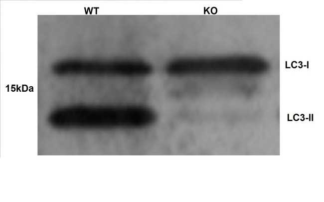 MAP1LC3A / LC3A Antibody - Western blot of LC3 expression on Atg5 knockout and wild type cells using Rabbit anti-Human MAP1LC3A/B . Image courtesy of Dr. R. Kapito, Stanford University