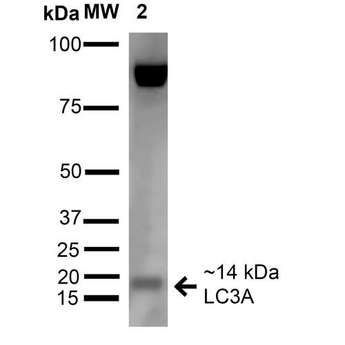MAP1LC3A / LC3A Antibody - Western blot analysis of Rat Liver cell lysates showing detection of 14 kDa LC3A protein using Rabbit Anti-LC3A Polyclonal Antibody. Lane 1: Molecular Weight Ladder (MW). Lane 2: Rat Liver cell lysates. Load: 15 µg. Block: 5% Skim Milk in 1X TBST. Primary Antibody: Rabbit Anti-LC3A Polyclonal Antibody  at 1:1000 for 1 hour at RT. Secondary Antibody: Goat Anti-Rabbit HRP at 1:2000 for 60 min at RT. Color Development: ECL solution for 6 min in RT. Predicted/Observed Size: 14 kDa.