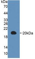 MAP1LC3A / LC3A Antibody - Western Blot; Sample: Recombinant MAP1LC3a, Human.