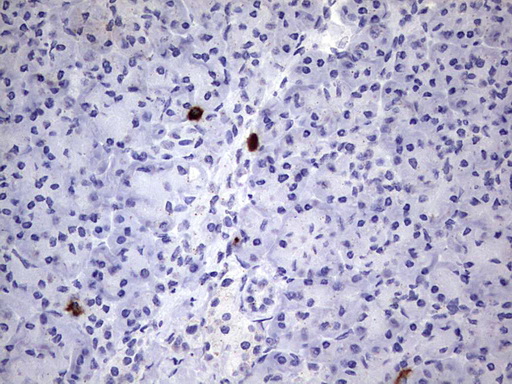 MAP1LC3A / LC3A Antibody - IHC of paraffin-embedded Human pancreas tissue using anti-MAP1LC3A mouse monoclonal antibody. (Heat-induced epitope retrieval by 1 mM EDTA in 10mM Tris, pH8.5, 120°C for 3min).