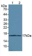 MAP1LC3A / LC3A Antibody - Western Blot; Sample: Lane1: Rat Brain Tissue; Lane2: Mouse Brain Tissue.