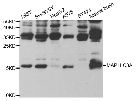 MAP1LC3A / LC3A Antibody - Western blot analysis of extracts of various cell lines.