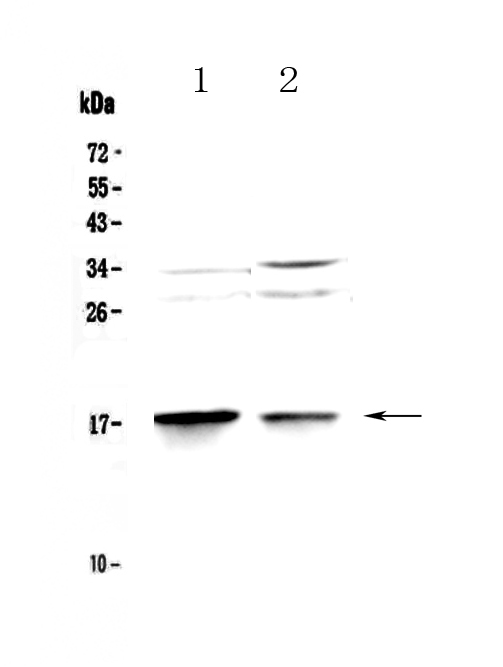 MAP1LC3A / LC3A Antibody - Western blot - Anti-MAP1LC3A Picoband antibody