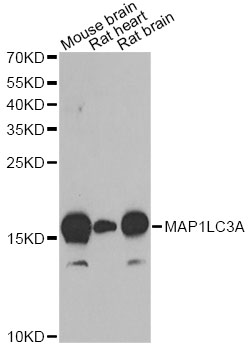 MAP1LC3A / LC3A Antibody - Western blot analysis of extracts of various cell lines, using MAP1LC3A antibody at 1:1000 dilution. The secondary antibody used was an HRP Goat Anti-Rabbit IgG (H+L) at 1:10000 dilution. Lysates were loaded 25ug per lane and 3% nonfat dry milk in TBST was used for blocking. An ECL Kit was used for detection and the exposure time was 90s.