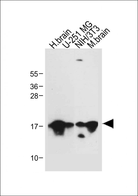 MAP1LC3A / LC3A Antibody - All lanes: Anti-MAP1LC3A antibody (N-term) at 1:500 dilution Lane 1: Human brain tissue lysate Lane 2: U-251 MG whole cell lysate Lane 3: NIH/3T3 whole cell lysate Lane 4: Mouse brain tissue lysate Lysates/proteins at 20 µg per lane. Secondary Goat Anti-Rabbit IgG, (H+L), Peroxidase conjugated at 1/10000 dilution. Predicted band size: 14 kDa Blocking/Dilution buffer: 5% NFDM/TBST.