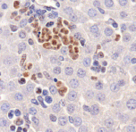 MAP1LC3A / LC3A Antibody - LC3 Antibody - LC3 Antibody - IHC of LC3 in mouse liver.  This image was taken for the unconjugated form of this product. Other forms have not been tested.