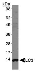 MAP1LC3A / LC3A Antibody - LC3 Antibody - Western Blot on human brain lysate.  This image was taken for the unconjugated form of this product. Other forms have not been tested.